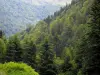 Landschaften der Haute-Garonne - Wald (Bäume), in den Pyrenäen