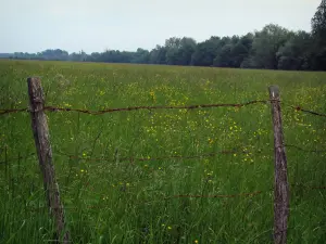 Landschaften von Indre-et-Loire - Zaun vorne, Feld bestreut mit wild wachsenden Blumen und Bäume im Hintergrund
