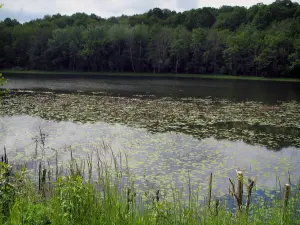 Landschaften von Indre-et-Loire - Hohe Gräser vorne, Wasserfläche (See) von Chemillé-sur-Indrois mit Seerosen und Bäumen, im Tal Indrois