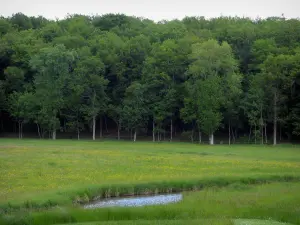 Landschaften von Indre-et-Loire - Kleiner Fluss der eine Wiese überquert, die mit wild wachsenden Blumen bestreut ist und Bäume eines Waldes