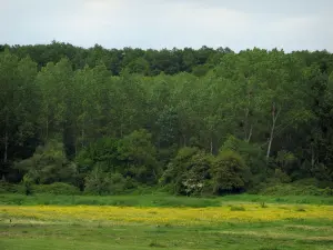 Landschaften von Indre-et-Loire - Wiese bestreut mit wild wachsenden Blumen und Bäume eines Waldes