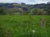 Landschaften vom Limousin - Feld mit Feldblumen, Wiesen und Bäume