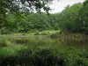 Landschaften vom Limousin - Teich umgeben mit Bäumen und Sträuchern