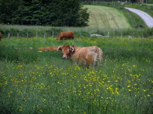 Landschaften vom Limousin - Kühe Limousin und wild wachsende Blumen