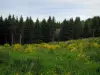 Landschaften vom Limousin - Blühender Ginster und Tannenwald