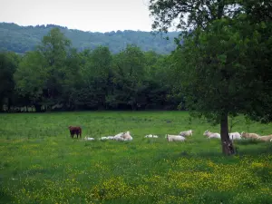 Landschaften vom Limousin - Kühe in einer Wiese, die mit Wiesenblumen bestreut ist, Bäume und Wald