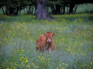 Landschaften vom Limousin - Kuh in einem Feld mit wild wachsenden Blumen