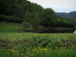 Landschaften vom Limousin - Wild wachsende Blumen im ersten Plan, Wiese, Teich, Bäume und Wald