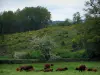 Landschaften vom Limousin - Kühe Limousin in einer Weide, blühender Ginster und Bäume