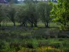 Landschaften vom Limousin - Wild wachsende Blumen und Bäume