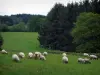 Landschaften vom Limousin - Schafe in einer Wiese und Bäume