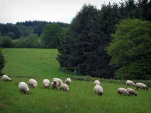 Landschaften vom Limousin - Schafe in einer Wiese und Bäume