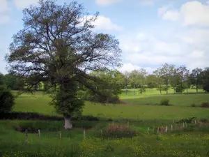 Landschaften vom Limousin - Wild wachsende Blumen in einer Wiese, Weiden und Bäume, in der Basse-Marche