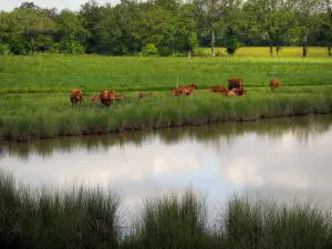 Landschaften vom Limousin - Kühe Limousin am Rande eines Teiches, in der Basse-Marche