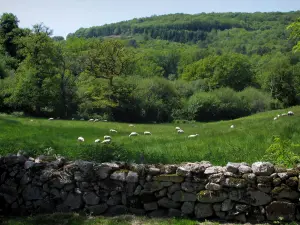 Landschaften vom Limousin - Mäuerchen aus Stein, Schafe in einer Wiese und Bäume (Wald)