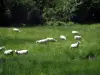 Landschaften vom Limousin - Schafe in einer Wiese