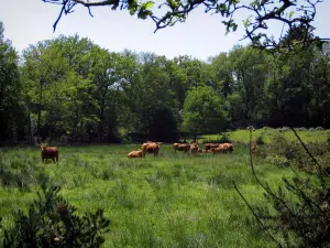 Landschaften vom Limousin - Kühe Limousin in einer Wiese, Sträucher und Bäume