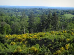 Landschaften vom Limousin - Blühender Ginster, Bäume und Wälder