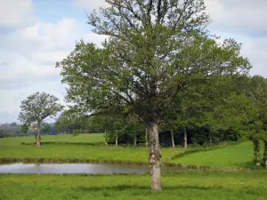 Landschaften vom Limousin - Prärie, Teich und Bäume, in der Basse-Marche