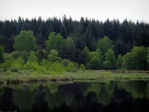 Landschaften vom Limousin - Bäume widerspiegeln sich in den Gewässern eines Teiches