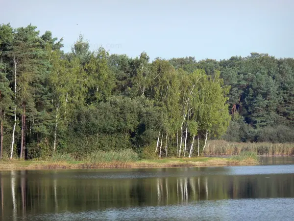 Landschaften des Loiret - Teich Vallée, Schilfrohre, Ufer und Bäume des Waldes von Orléans (Waldmassiv)