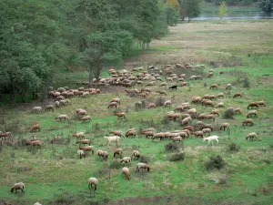 Landschaften des Loiret - Tal der Loire: Schafherde, Weide, Bäume und Fluss Loire im Hintergrund