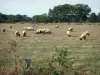 Landschaften des Loiret - Schafherde in einer Weide, Bäume im Hintergrund