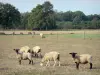 Landschaften des Loiret - Schafherde in einer Weide, Bäume im Hintergrund