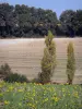 Landschaften des Lot-et-Garonne - Blühende Sonnenblumen, Acker und Bäume