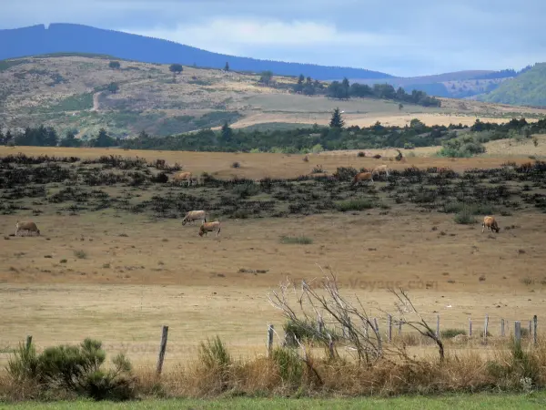 Landschaften der Lozère - Nationalpark der Cevennen: Landschaftsbild vom Steilhang der Cevennen aus