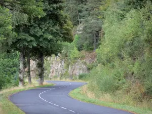 Landschaften der Lozère - Margeride: Landstrasse gesäumt von Bäumen