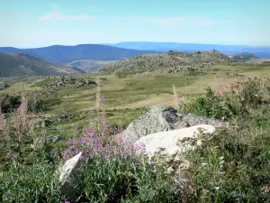 Landschaften der Lozère - Nationalpark der Cevennen: Pflanzenwelt des Berges Lozère