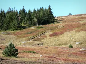 Landschaften der Lozère - Berg Lozère - Nationalpark der Cevennen: Landschaft mit Bäumen und Heide