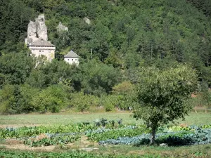 Landschaften der Lozère - Blick auf das Schloss von Rocheblave umgeben von Grün, am Eingang der Tarnschluchten