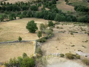 Landschaften der Lozère - Nationalpark der Cevennen: Weideland, Bäume und Bruchstein-Mäuerchen