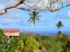 Landschaften der Martinique - Häuser umgeben von Grün, mit Blick auf das Küstengebiet der Martinique