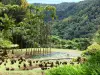 Landschaften der Martinique - Garten von Bata mit seinem Teich der Königspalmen mit grüner Umgebung