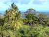 Landschaften der Martinique - Tropischer Pflanzenwuchs