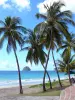 Landschaften der Martinique - Strand Diamant gesäumt von Kokospalmen, mit Blick auf den Fels Diamant und das Meer der Karibik