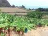 Landschaften der Martinique - Feld mit Bananenstauden vorne, mit Blick auf den Atlantischen Ozean