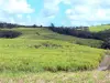 Landschaften der Martinique - Zuckerrohr-Felder
