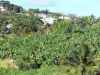 Landschaften der Martinique - Häuser überragend ein Bananenstaudenfeld