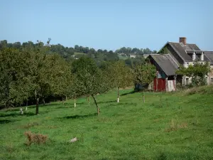 Landschaften der Normandie - Häuser und Apfelbäume (Obstbäume) in einer Wiese