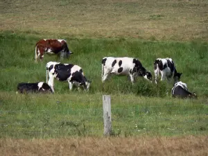 Landschaften der Normandie - Kühe der Normandie in einer Wiese