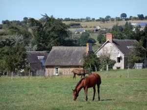 Landschaften der Normandie - Pferde in einer Wiese, Häuser und Bäume