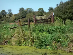 Landschaften der Normandie - Regionaler Naturpark der Marais des Cotentin: Kanal, Vegetation am
Rande des Wassers und Bäume