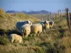 Landschaften der Normandie - Schafe und hohe Gräser, im Pays de Caux