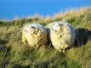 Landschaften der Normandie - Zwei Schafe oben auf einem Felsen mit Gräsern und Meer (der Ärmelkanal) unterhalb, im Pays de Caux