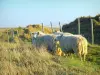 Landschaften der Normandie - Hohe Gräser und Schafe, im Pays de Caux