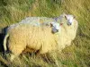 Landschaften der Normandie - Zwei Schafe umgeben mit hohen Gräsern, im Pays de Caux